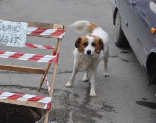 Două avocate din Constanţa protestează pentru dreptul la viaţă al câinilor fără stăpân. Ce părere aveţi?